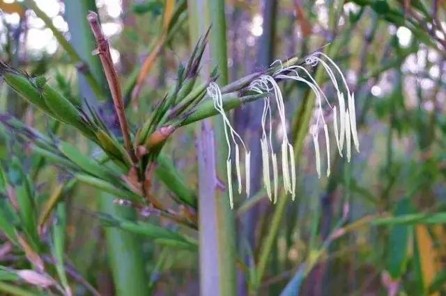 竹子开花后死亡，只是一种正常的自然现象