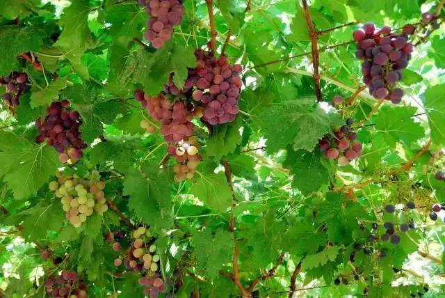 每个城市都有一个坑外地人的街吗,国内旅游防踩坑步行街