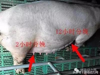 母猪难产接产步骤方法,母猪生产是死胎生产慢怎么办