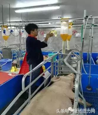 母猪难产接产步骤方法,母猪生产是死胎生产慢怎么办