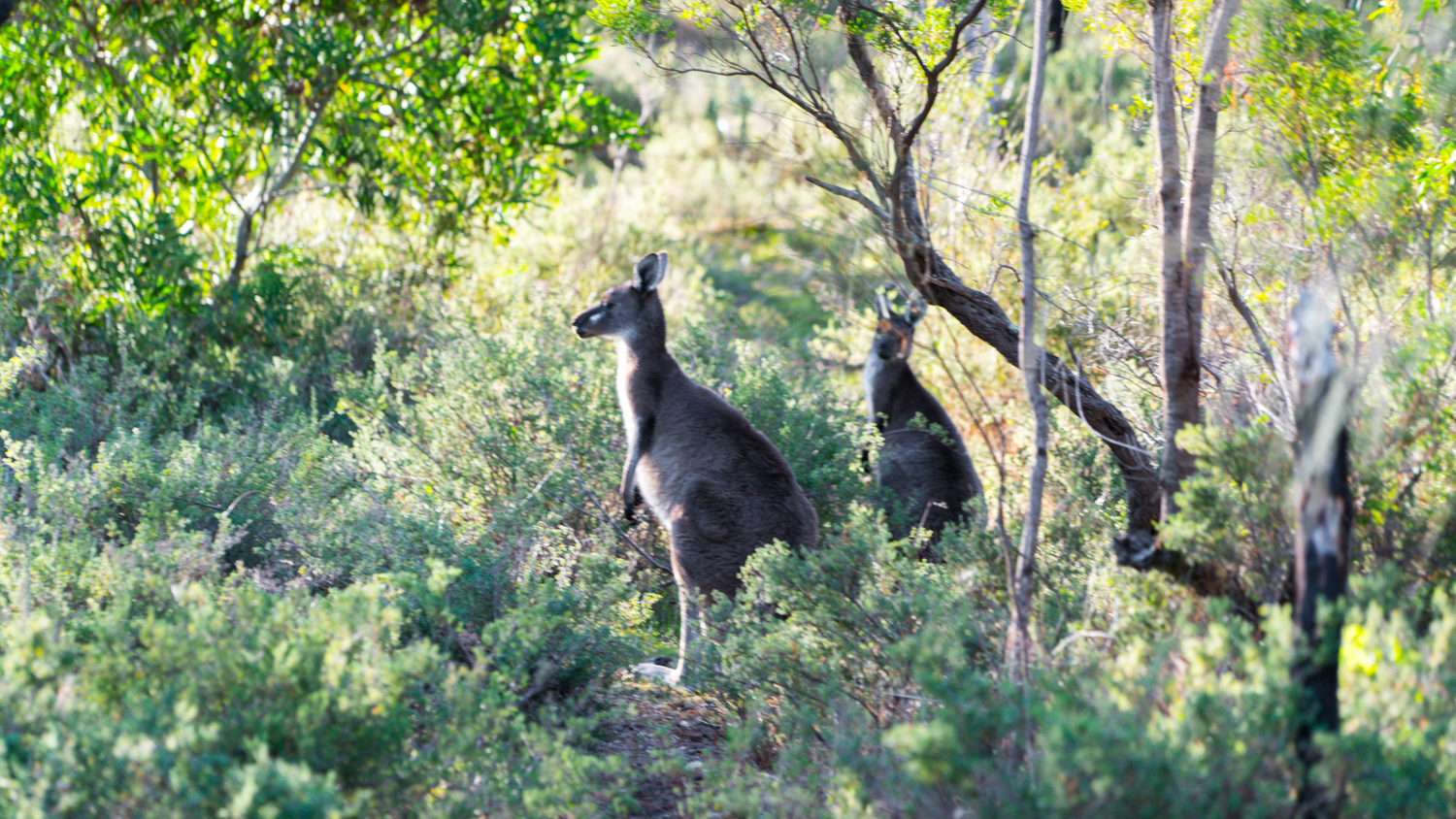 澳洲生蚝哪里最好,全球顶级生蚝多少钱一个