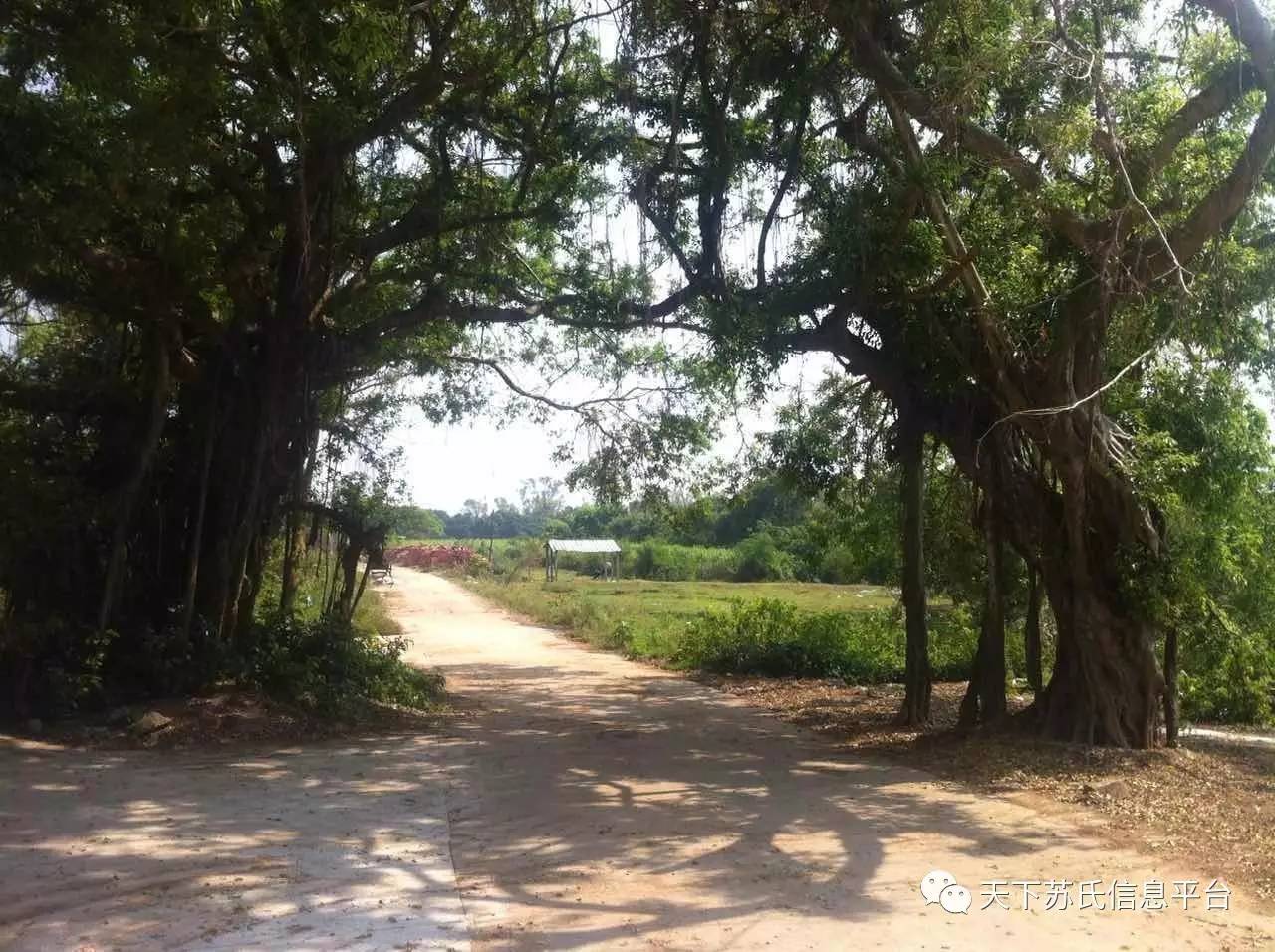 湛江雷州市客路镇高上村,雷州市客路镇高上村