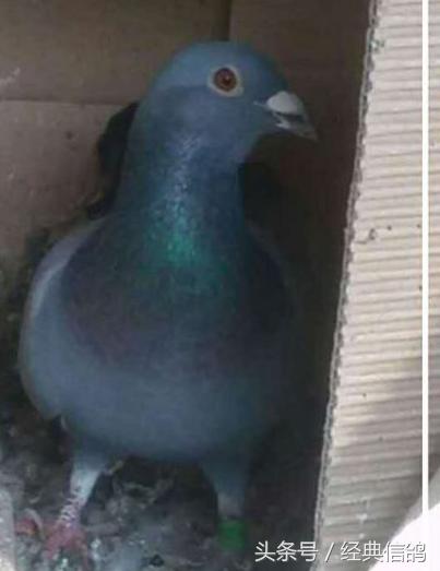 信鸽歪脖最有效的治疗药物正品,信鸽歪脖