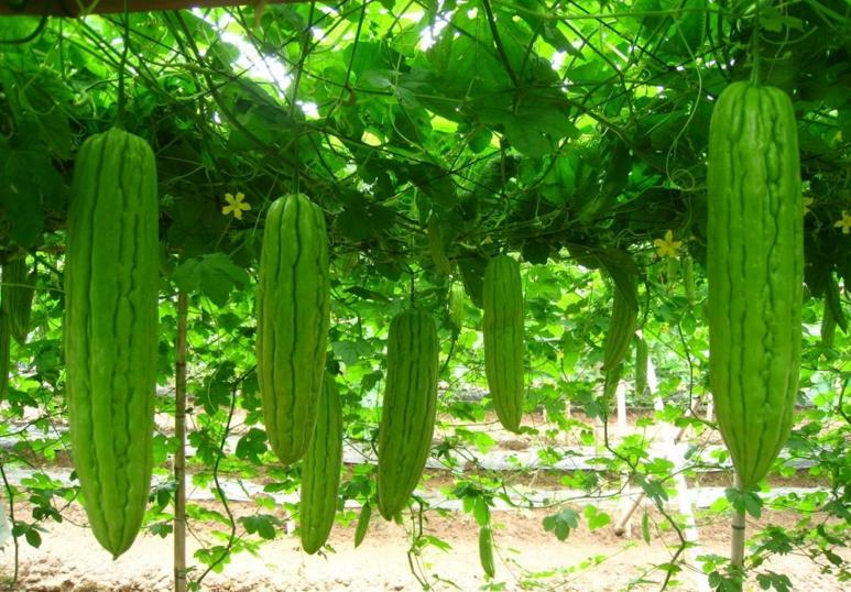 苦瓜种植旁边的菜发苦,苦瓜怎么种植不苦