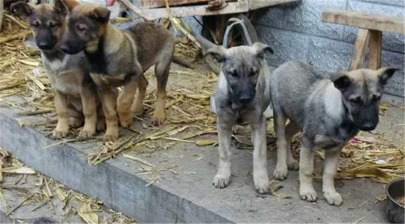 狼青犬从小怎么训练,看家护院狗训练