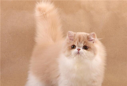 纯种山东狮子猫的特点是什么？山东狮子猫和波斯猫的区别