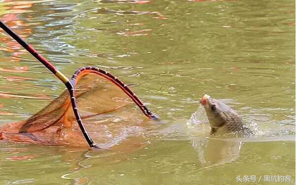 黑坑钓鲫鱼选钓位技巧大揭秘,黑坑为什么钓不到鱼放了什么药