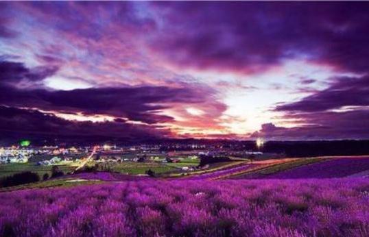 如何养护清新百搭的薰衣草小盆栽,盆栽薰衣草枯萎了怎么救活呢图片