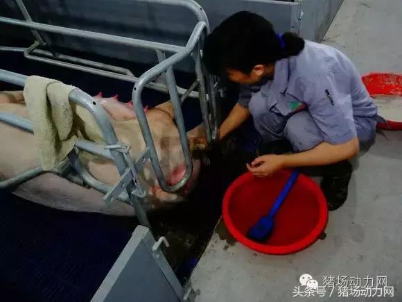 母猪分娩期的管理,接产期间减少母猪死胎的对策