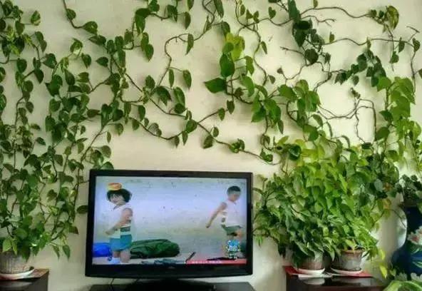 小小的绿萝，竟然完爆你家其他花，甩出十条街都不止！