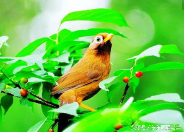 东东画眉鸟视频,东东画眉鸟套