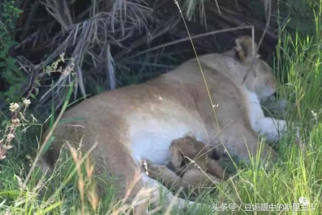 风动？树动？心动！致你，Kenya