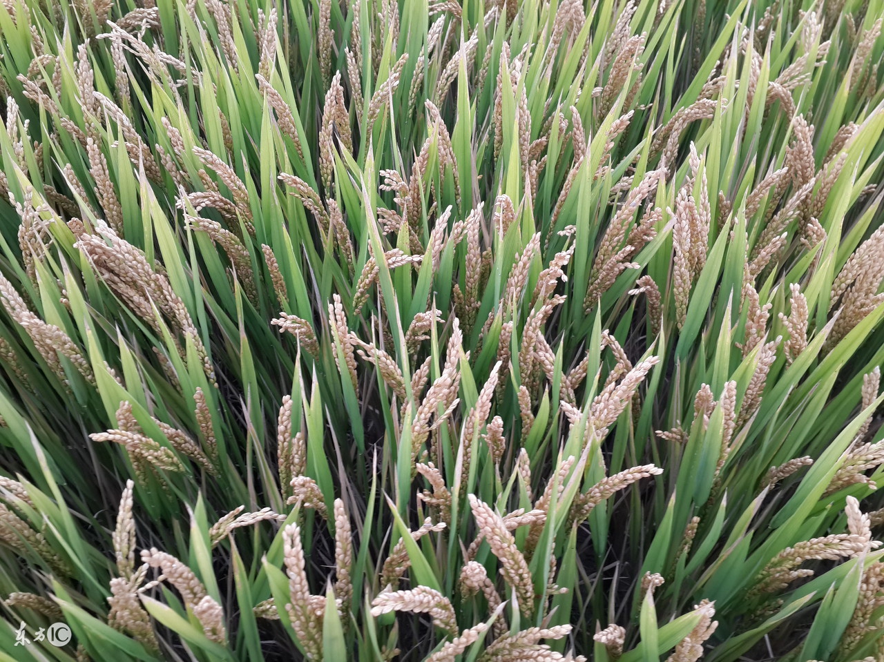 水稻白穗用什么药,水稻白穗用什么药治疗