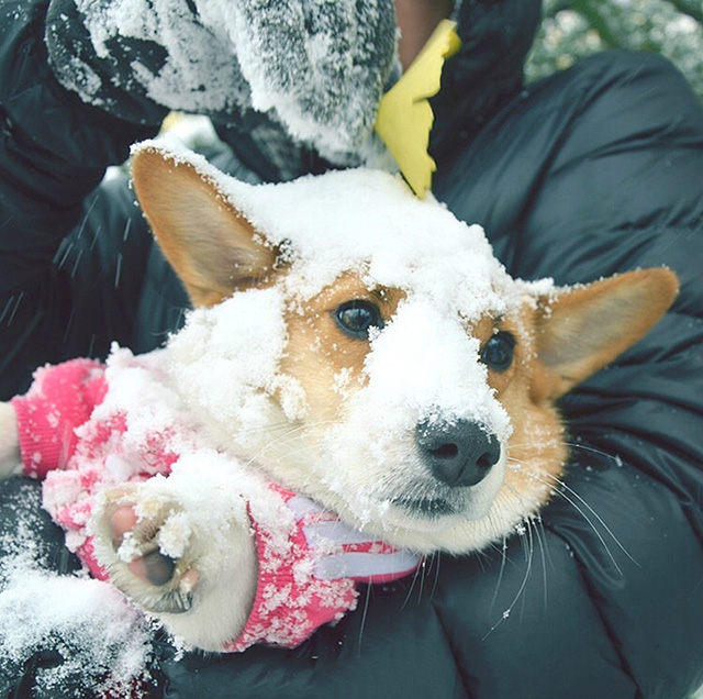 道格队长养宠物,道格队长24集