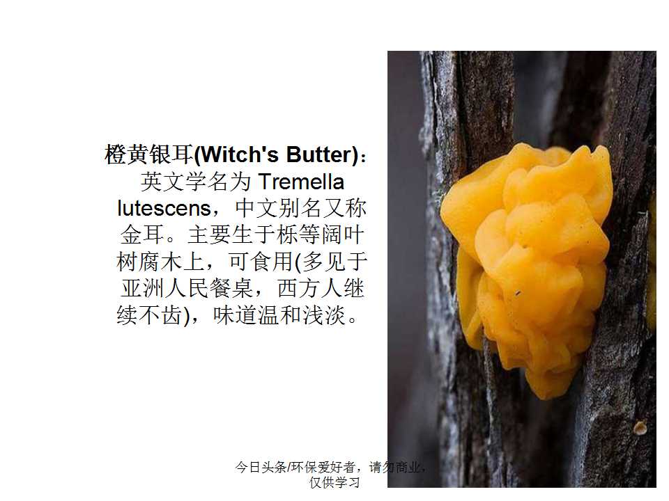 认识植物从身边开始,认识植物的根茎叶各个部分