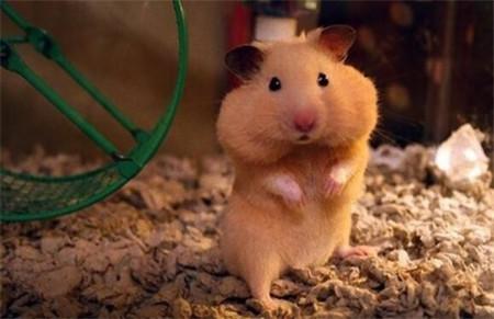 可爱的小仓鼠喜欢吃什么食物,养仓鼠仓鼠喜欢吃什么东西