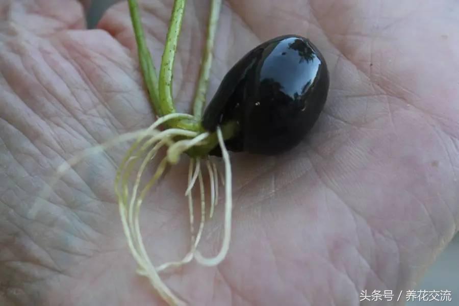 盆栽荷花怎么养比较好,一招教盆栽荷花开花