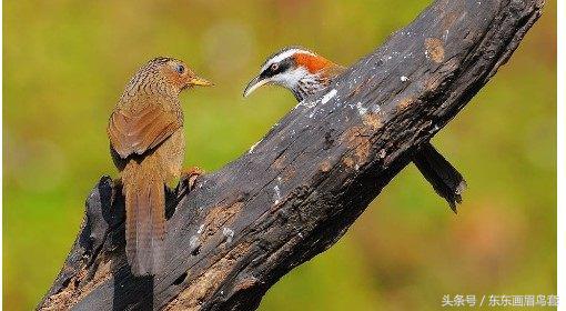 画眉鸟眉毛挑选图片,画眉鸟的挑选和饲养