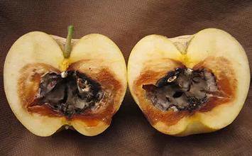 防治苹果的霉心病的最佳药物,苹果花脸病是什么造成的