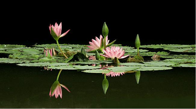 鱼缸养睡莲的养殖方法视频,家庭养睡莲用多大的缸合适