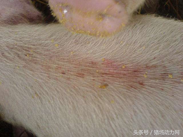 母猪产后发烧的正确治疗方法,母猪产崽后子宫发炎怎么办