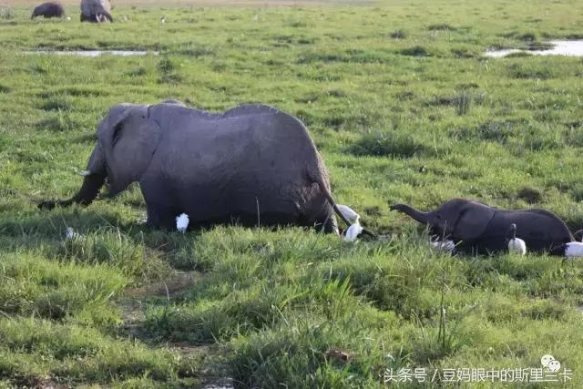 风动？树动？心动！致你，Kenya