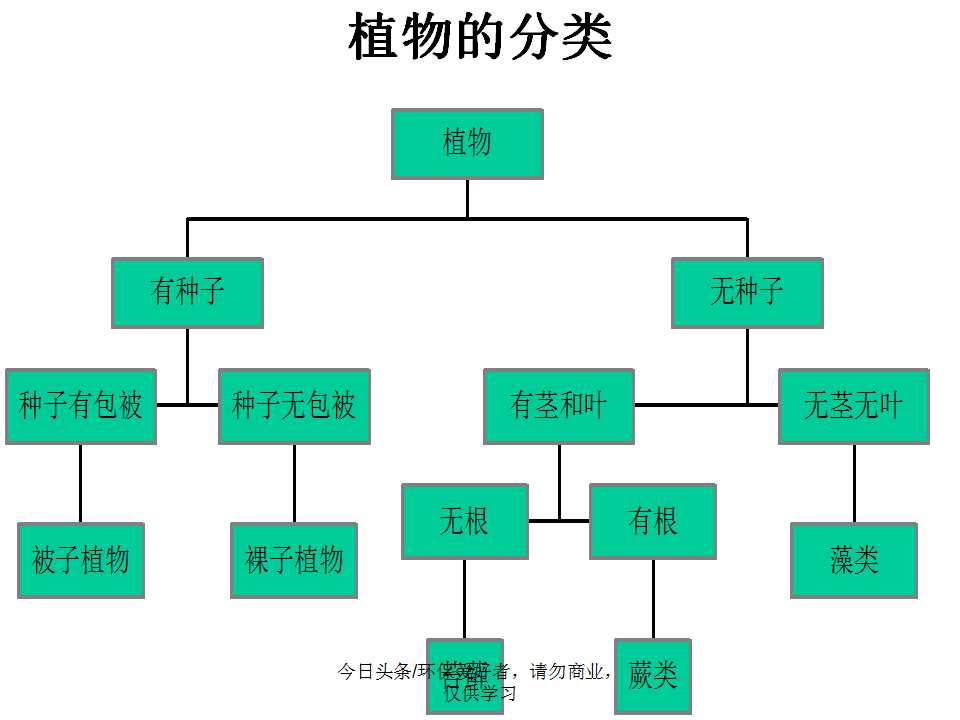 认识植物从身边开始,认识植物的根茎叶各个部分