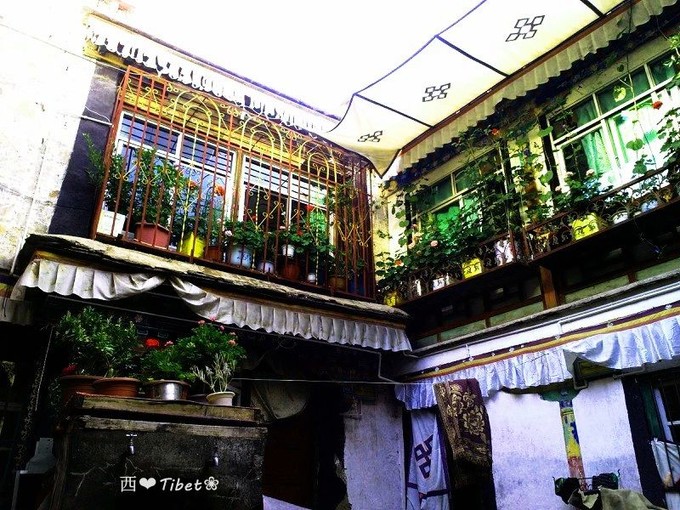 奥古斯都,August的格桑花秘境：我养你！带你去*藏西**啊！