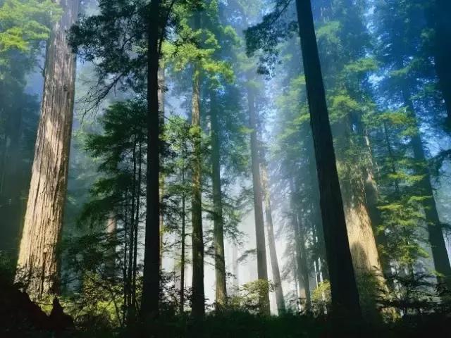 走进树林会感觉空气清新为什么呢,走进红杉林感受不一样
