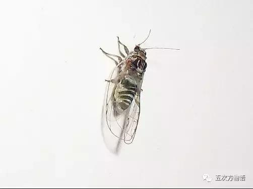 真正的梧桐树有梧桐果吗,真正的梧桐长什么样