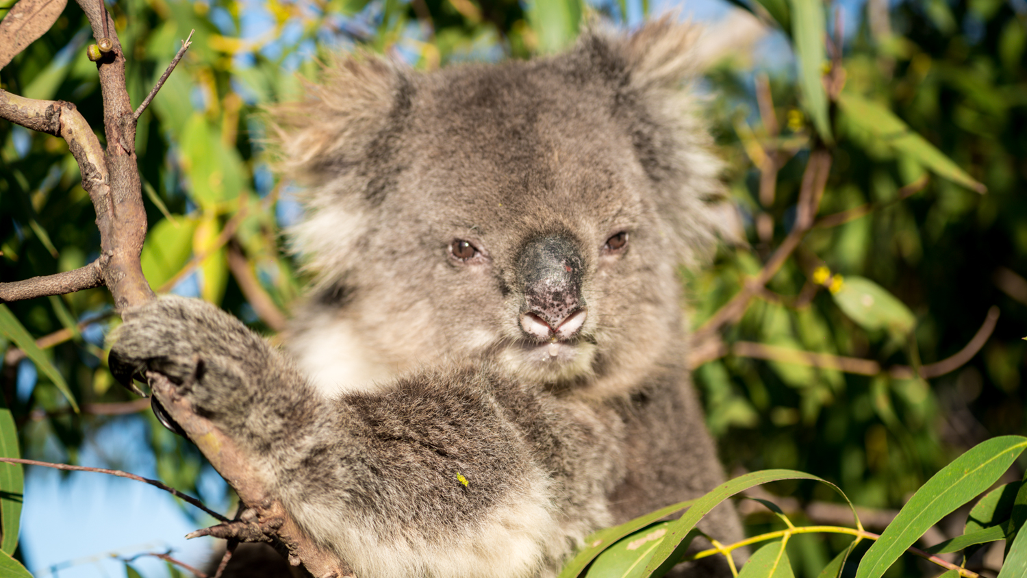 澳洲生蚝哪里最好,全球顶级生蚝多少钱一个
