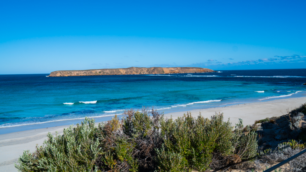澳洲生蚝哪里最好,全球顶级生蚝多少钱一个