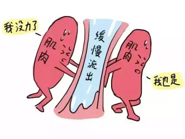 骨盆底肌位置,老司机带你了解车子