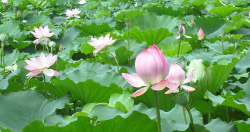 杨修之死感悟赏析,杨修之死逐句翻译