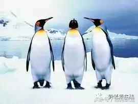 企鹅是什么种类动物,动物百科知识科普企鹅品种