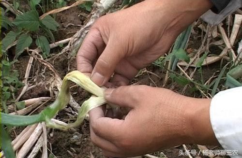 大葱软腐烂根特效药,大葱根腐与软腐的区别