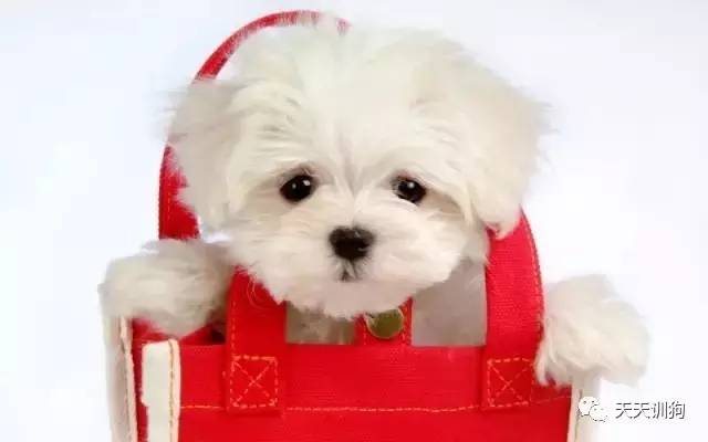 狂犬病最有意义的早期诊断是,狂犬病权威说法