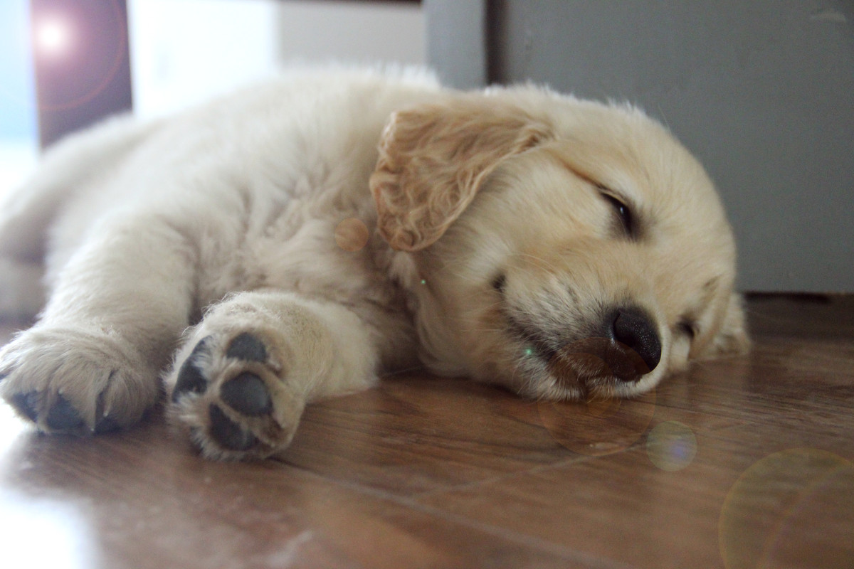 送养的狗狗被退回来,送养的狗狗被退回来了