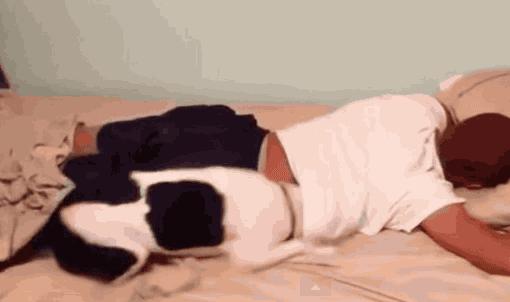 汪星人叫声集锦,汪星人打歌