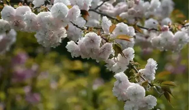 金堂县创建旅游城市,打造天府旅游县