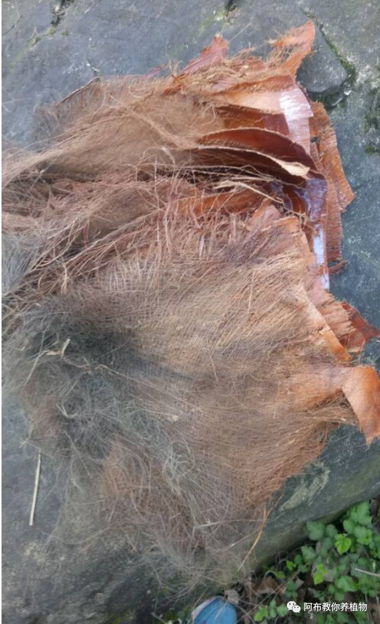 绿萝绿植怎么养活得快呢,绿萝植物养殖小知识