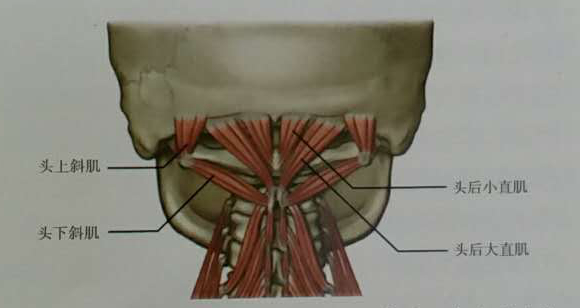 颈椎病头昏怎么做康复训练,颈椎病物理康复训练