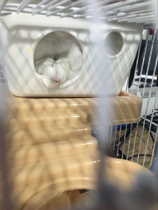 宠物仓鼠知识大全集,关于宠物仓鼠的文章