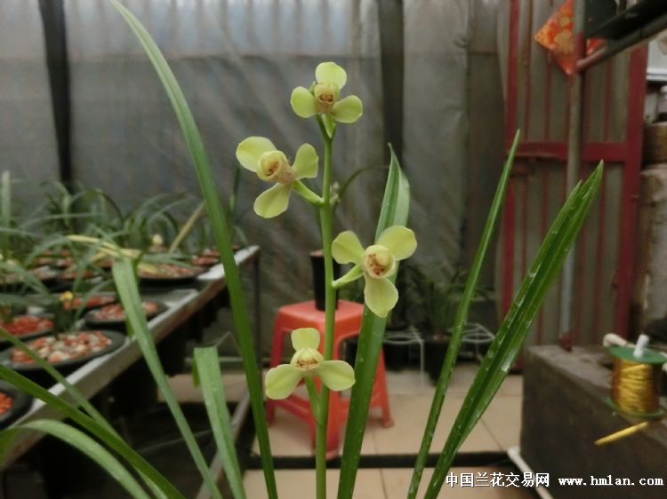 夏天建兰-四季魅力（绿光登）绝对经典的开品照片