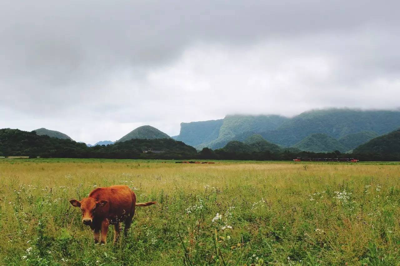 北纬30°神秘之境,在高山草甸、追逐鹿群,这里美的像天堂!