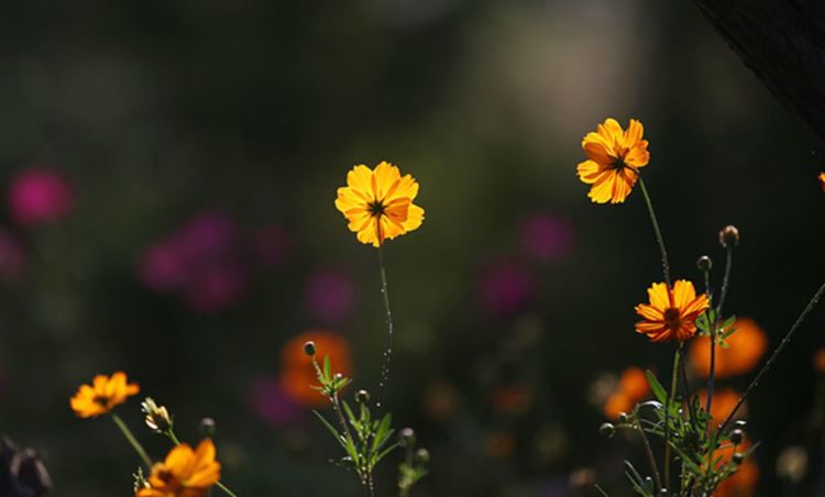 伊滨区万安山山顶公园,洛阳万安山山顶公园照片
