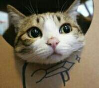 史上最囧的游戏3100个烧脑关卡,最囧小游戏二游戏攻略