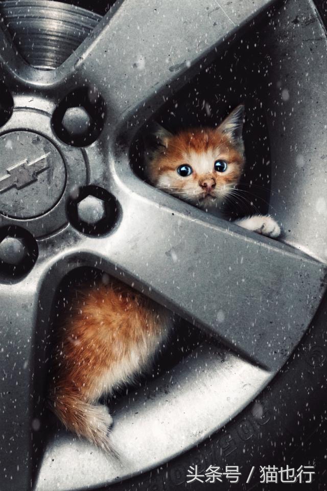 捡的小流浪猫容易养活吗,捡一只流浪猫大概要花多少钱