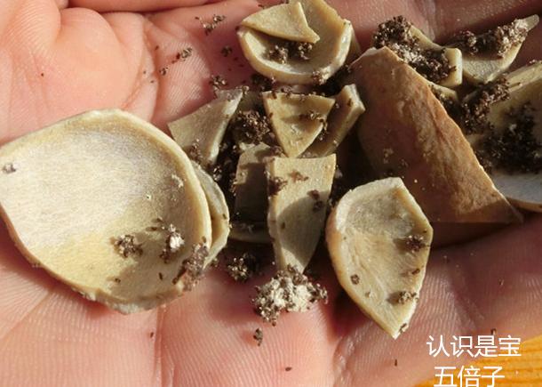 您知道盐肤木和五倍子的关系吗？