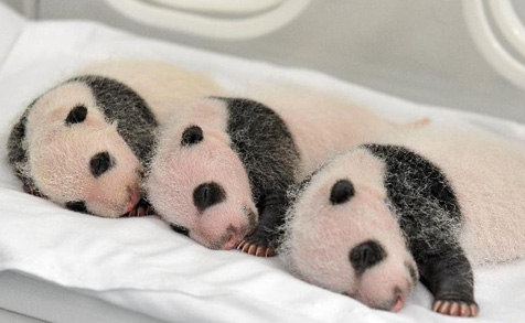 广东长隆野生动物园旅游攻略图片,长隆野生动物园国宝有几只